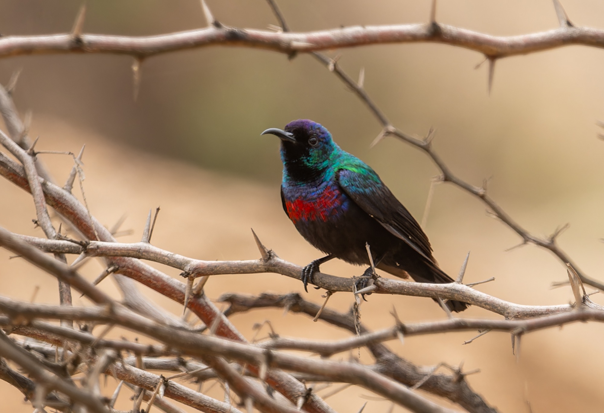 arabian sunbird