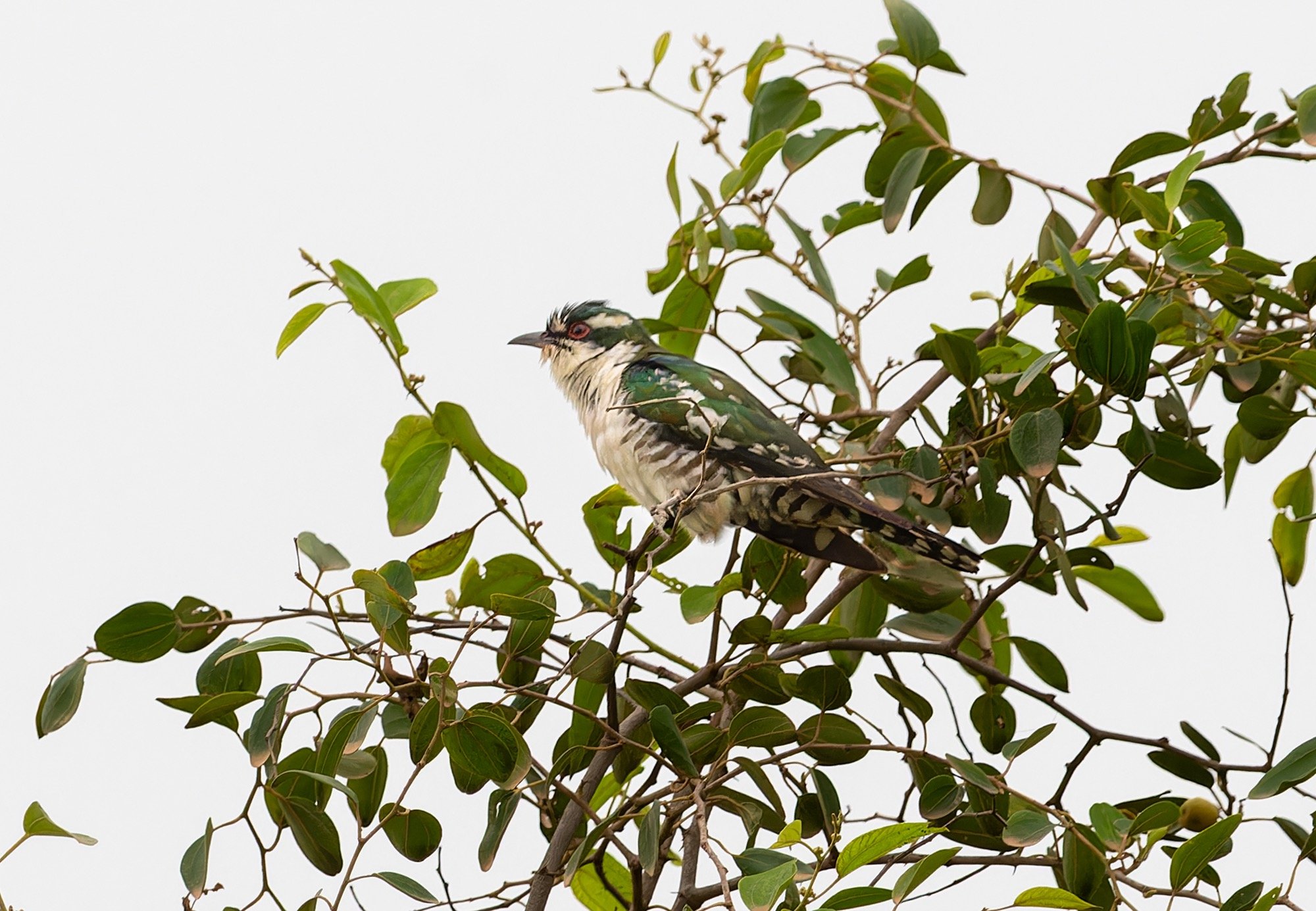 Dideric Cuckoo