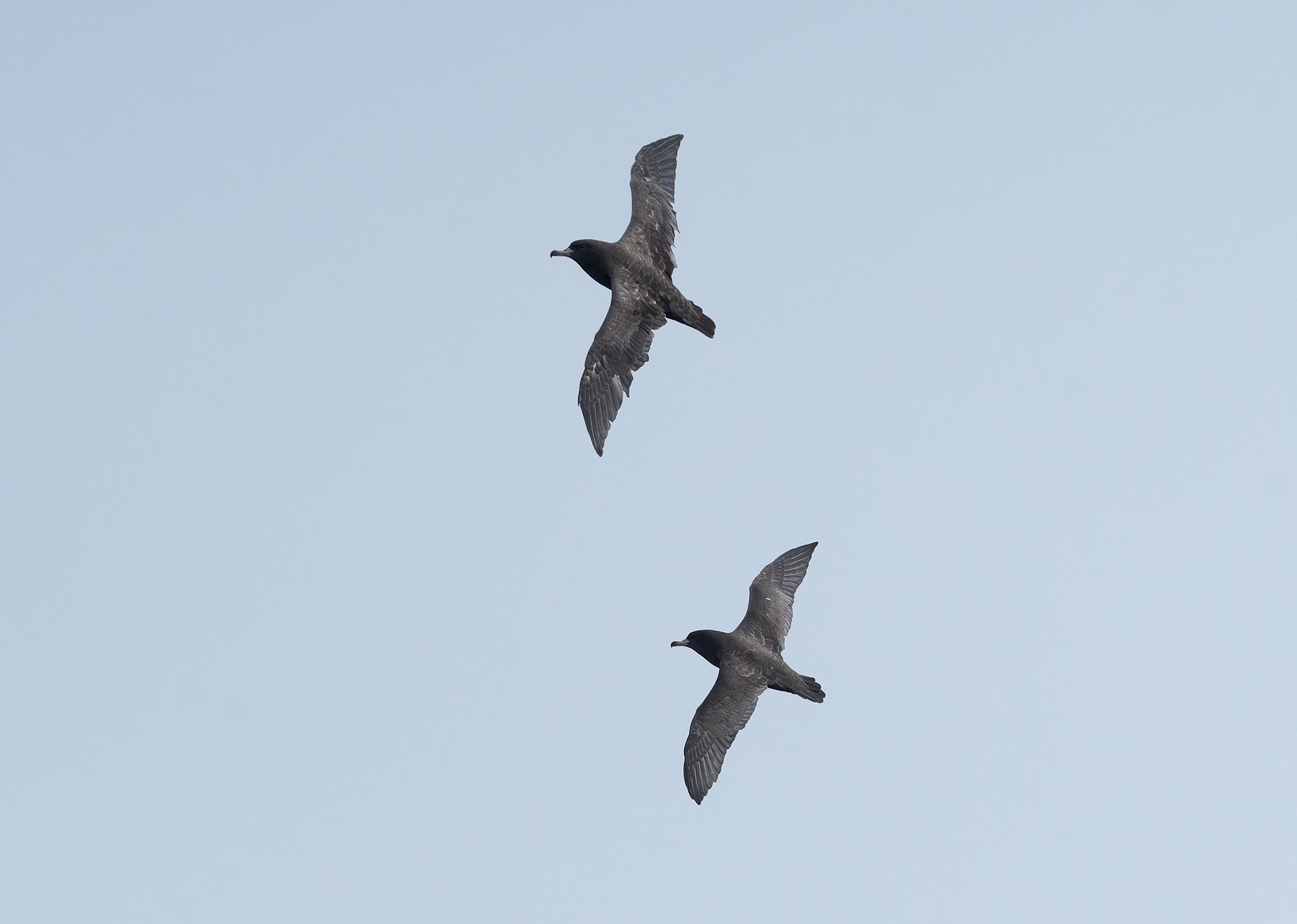 Flesh-footed Shearwaters