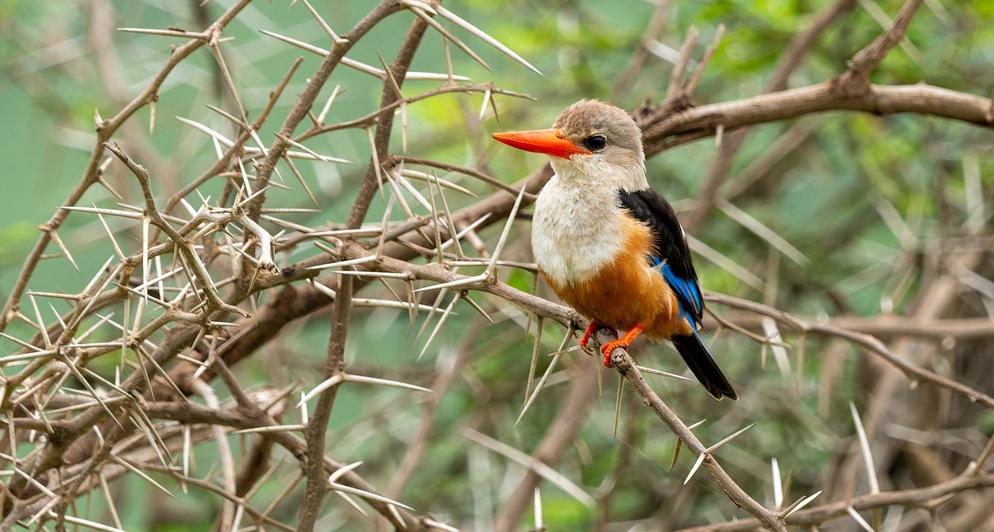 grey-headed kingfisher