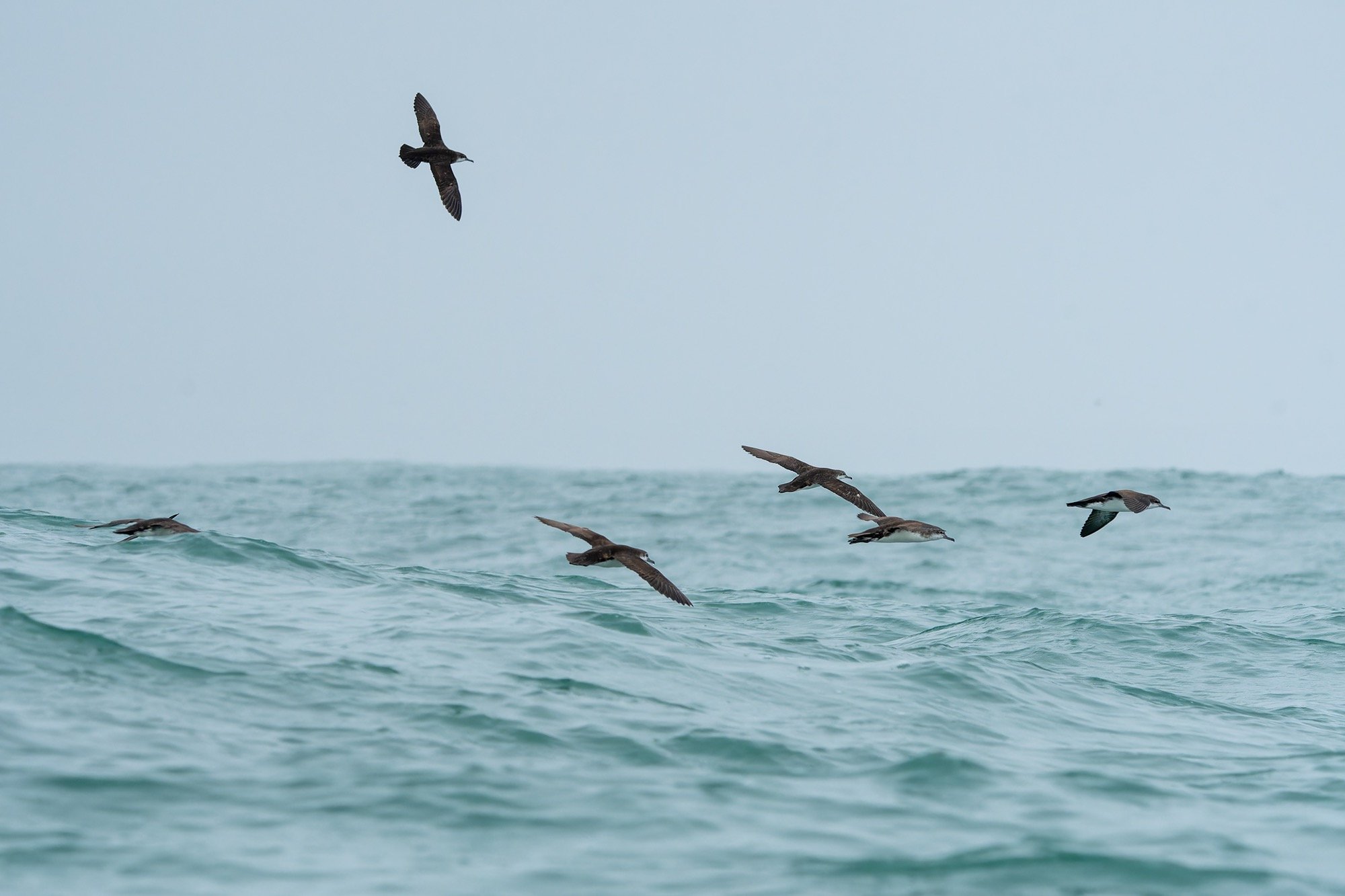 Persian Shearwaters