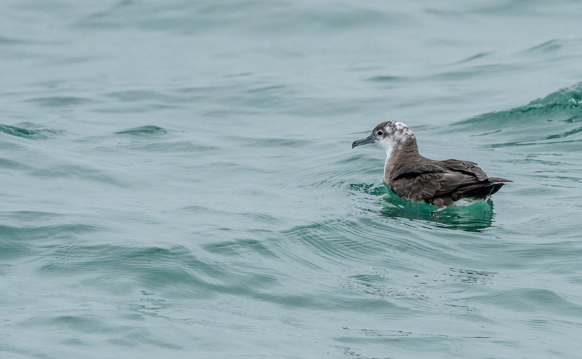 persian Shearwater
