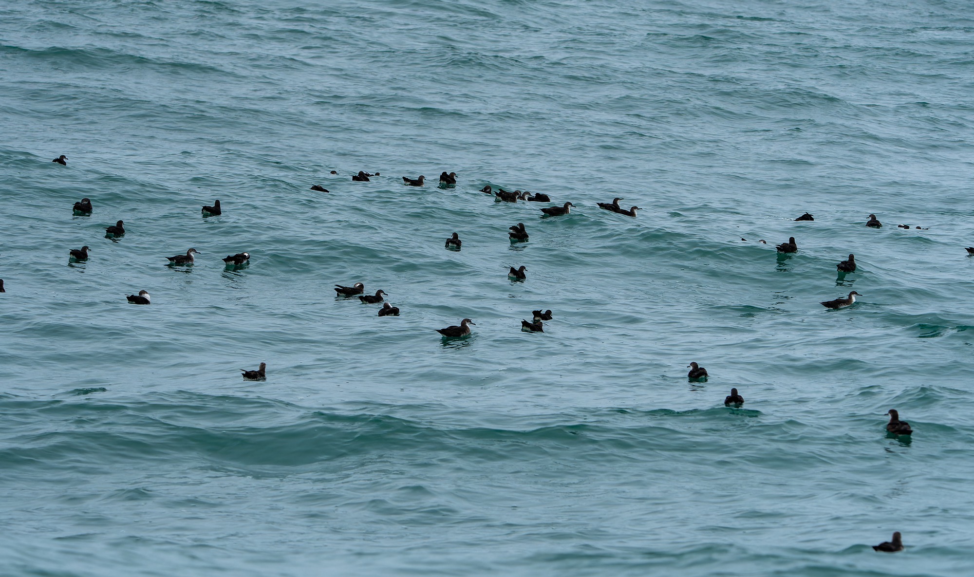 Persian Shearwaters