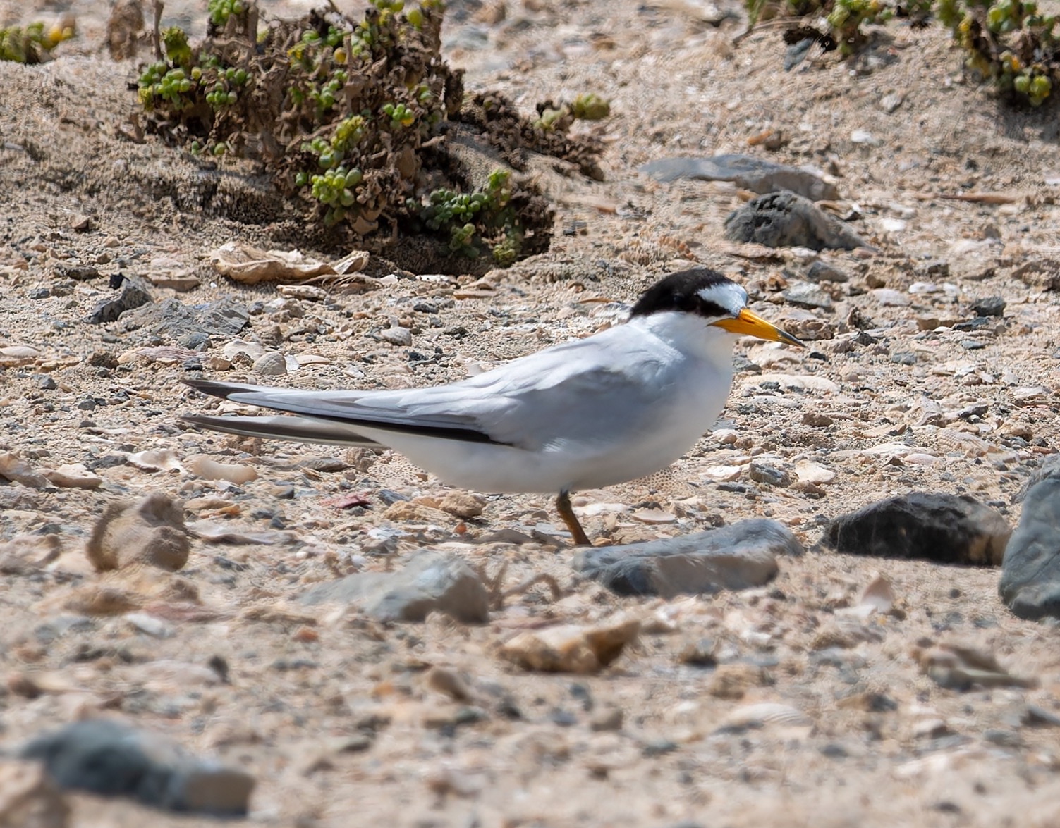 Saunders's Tern