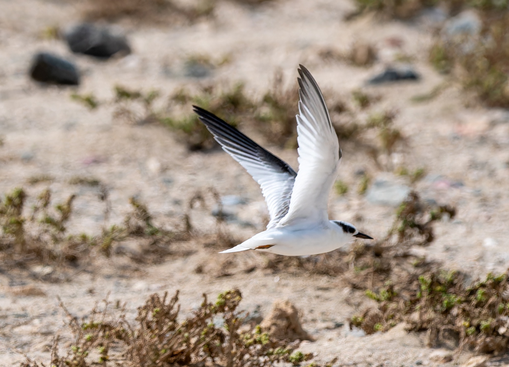 Saunders's Tern immataure 2 - Masirah Island, Oman, July 2025
