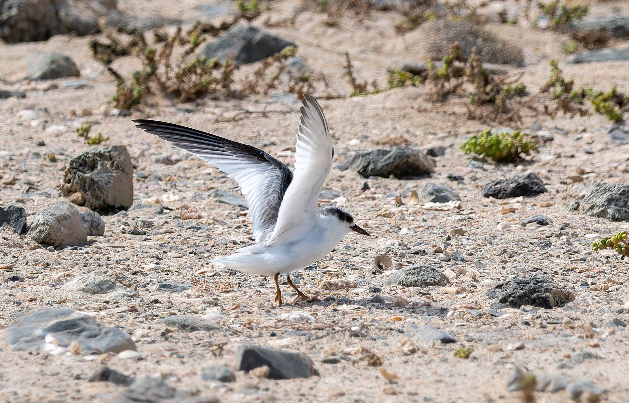 Saunders's Tern