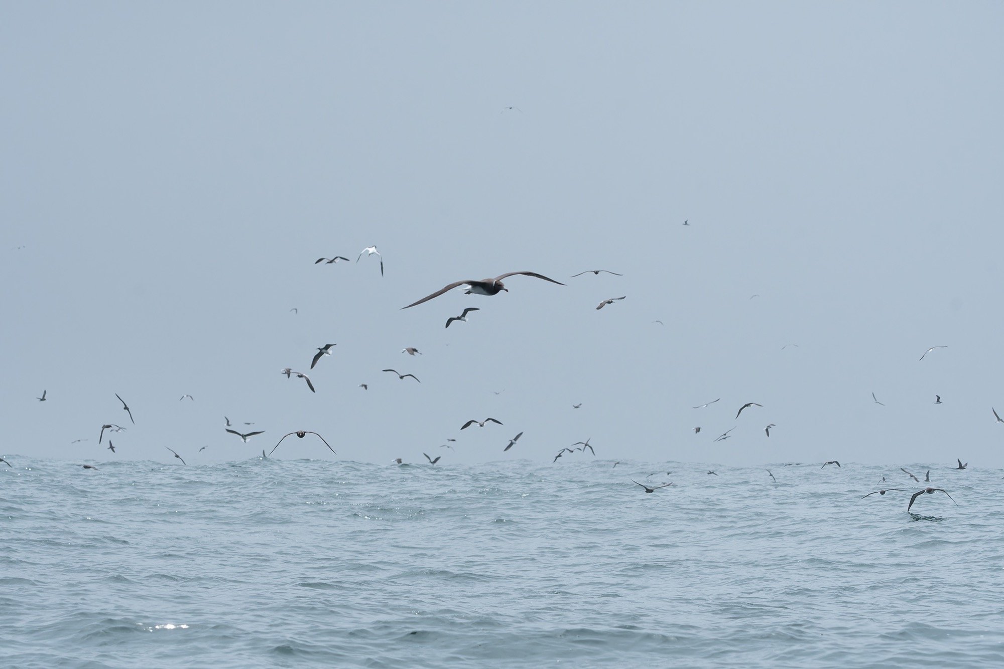 Seabirds in Arabian Sea