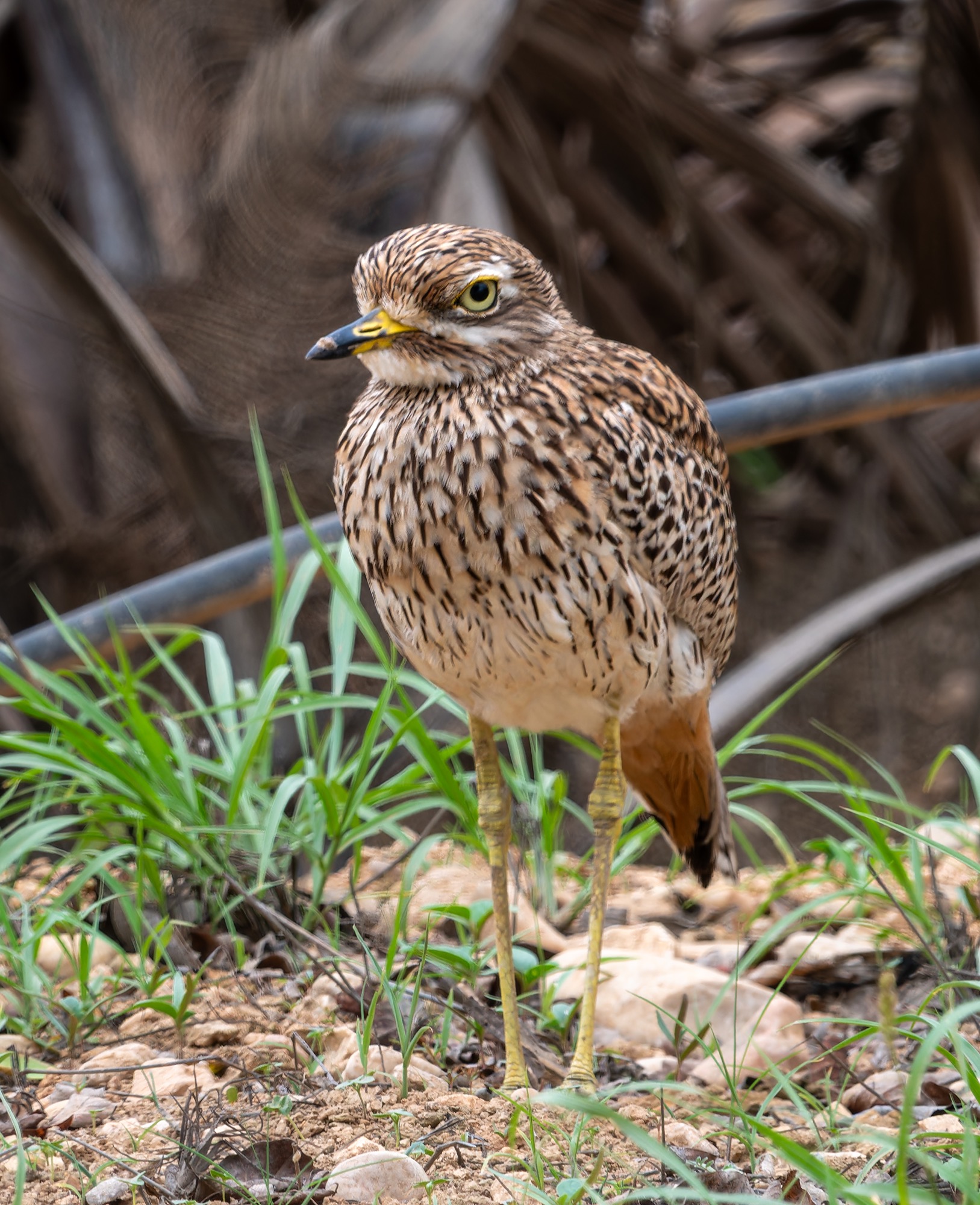 spotted thick-knee