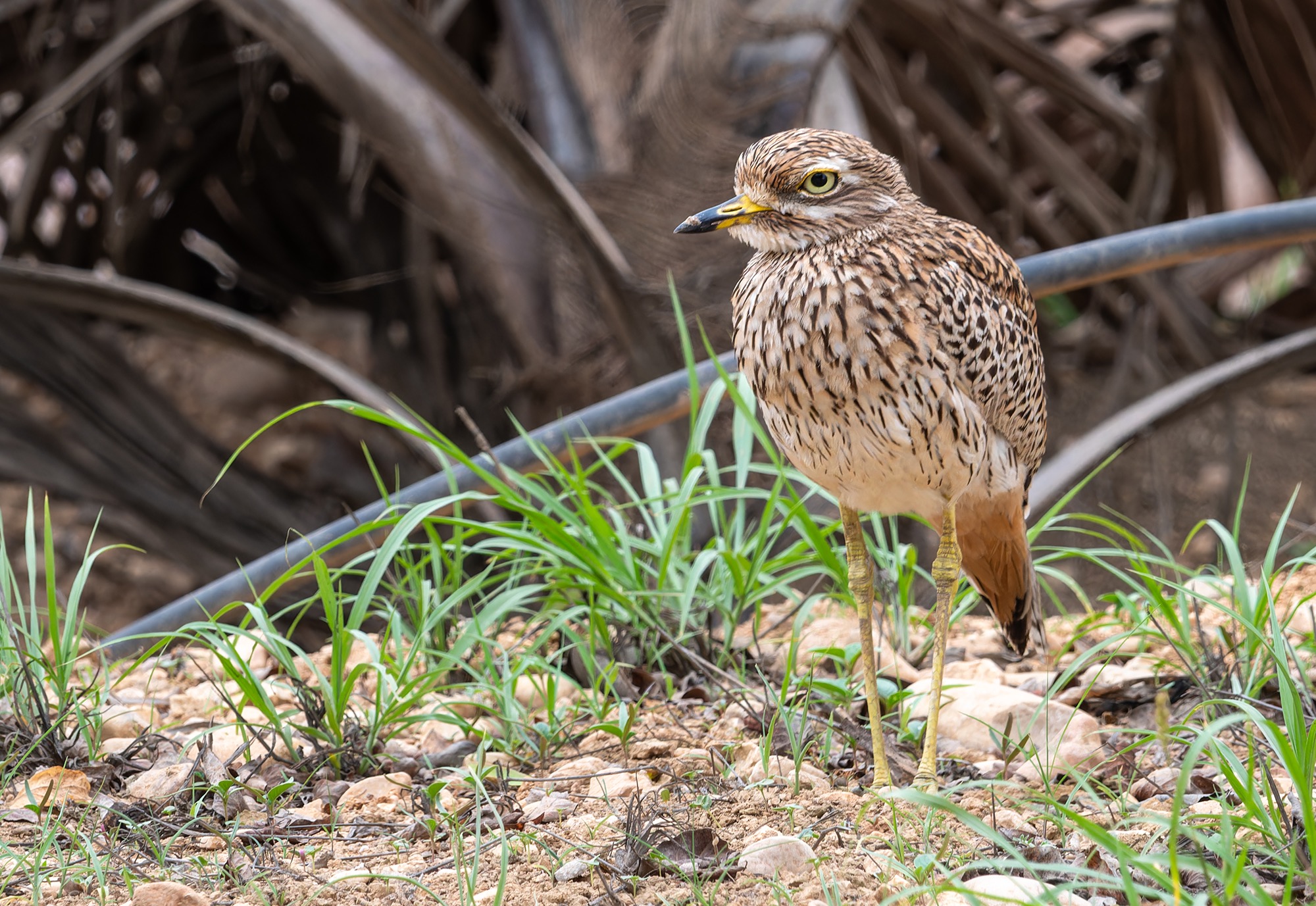 spotted thick-knee 