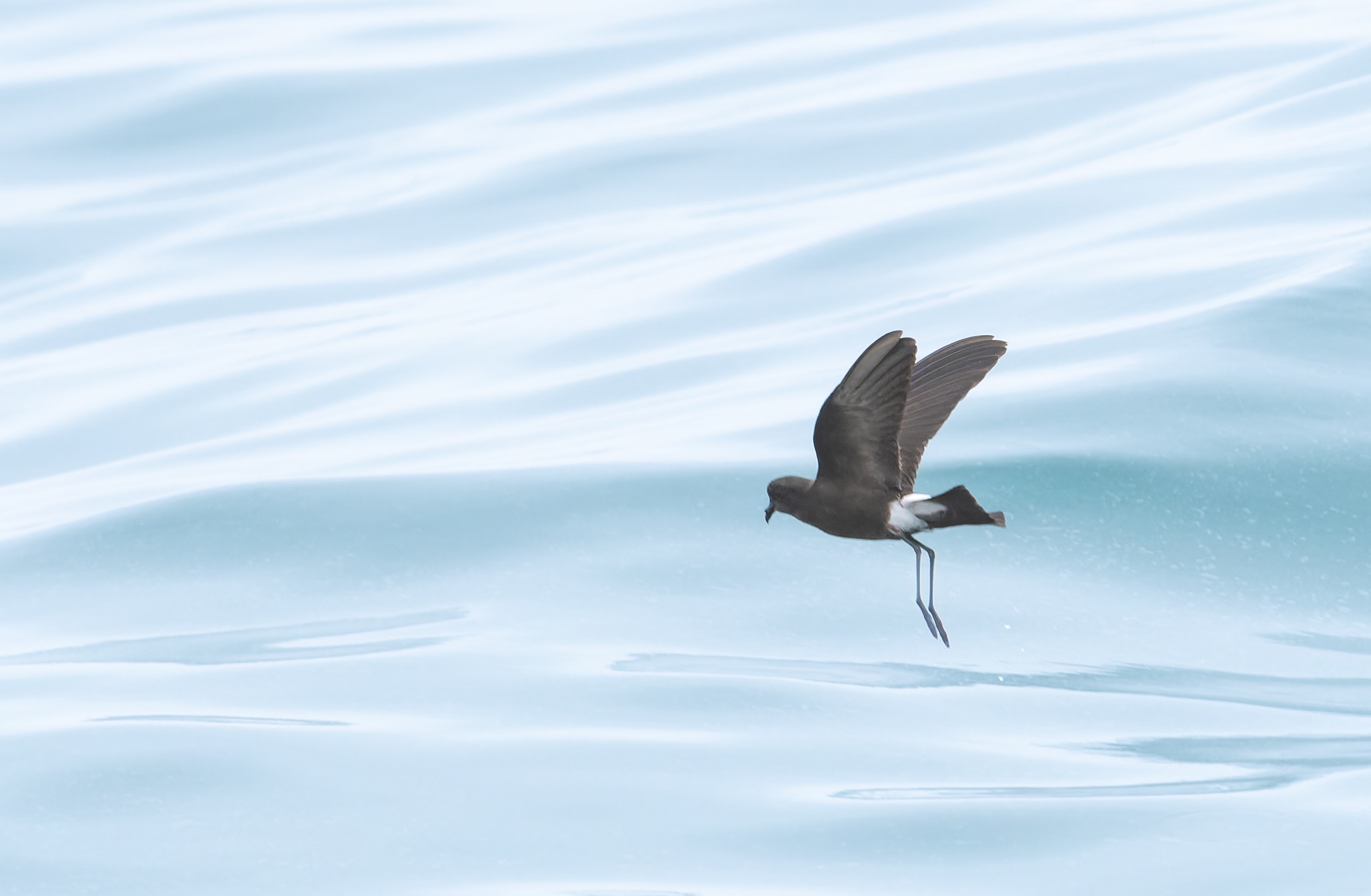 Wilson's Storm Petrel d - 3rd Mirbat Pelagic, Oman, Aug 2025
