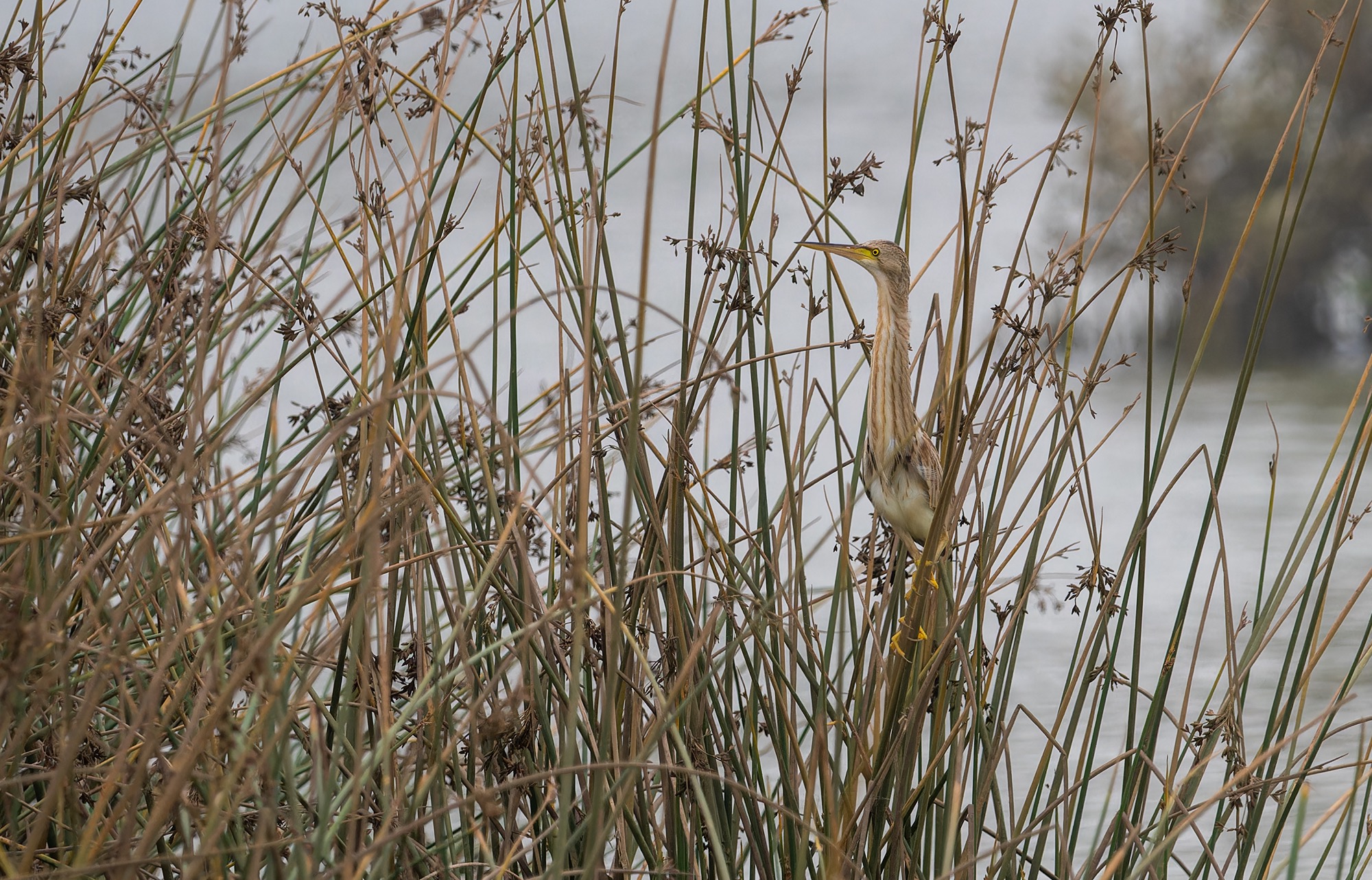 Yellow Bittern