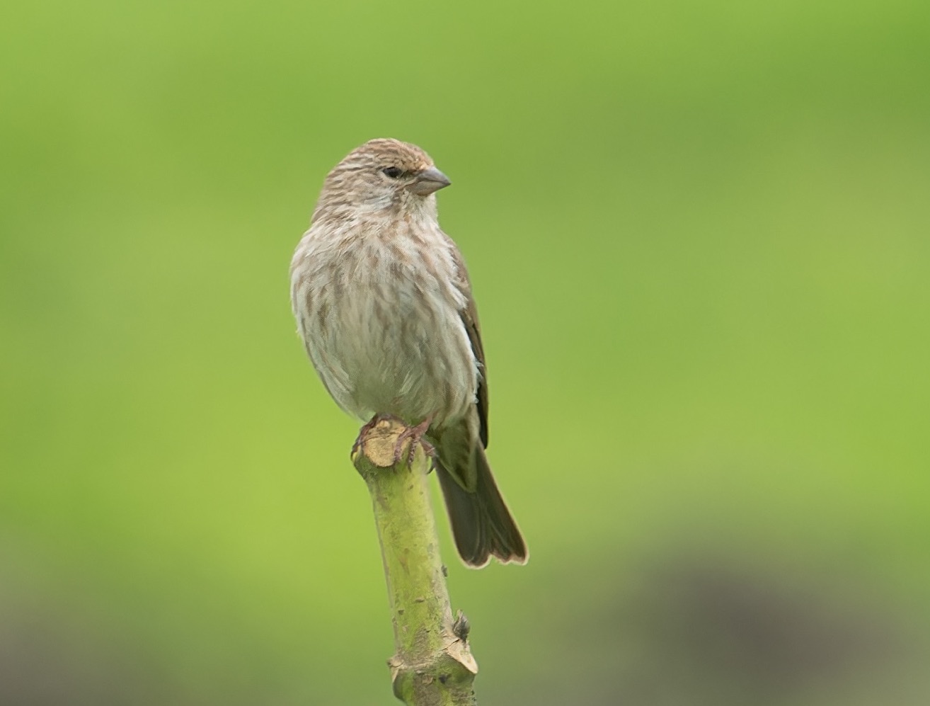 YEMEN SERIN