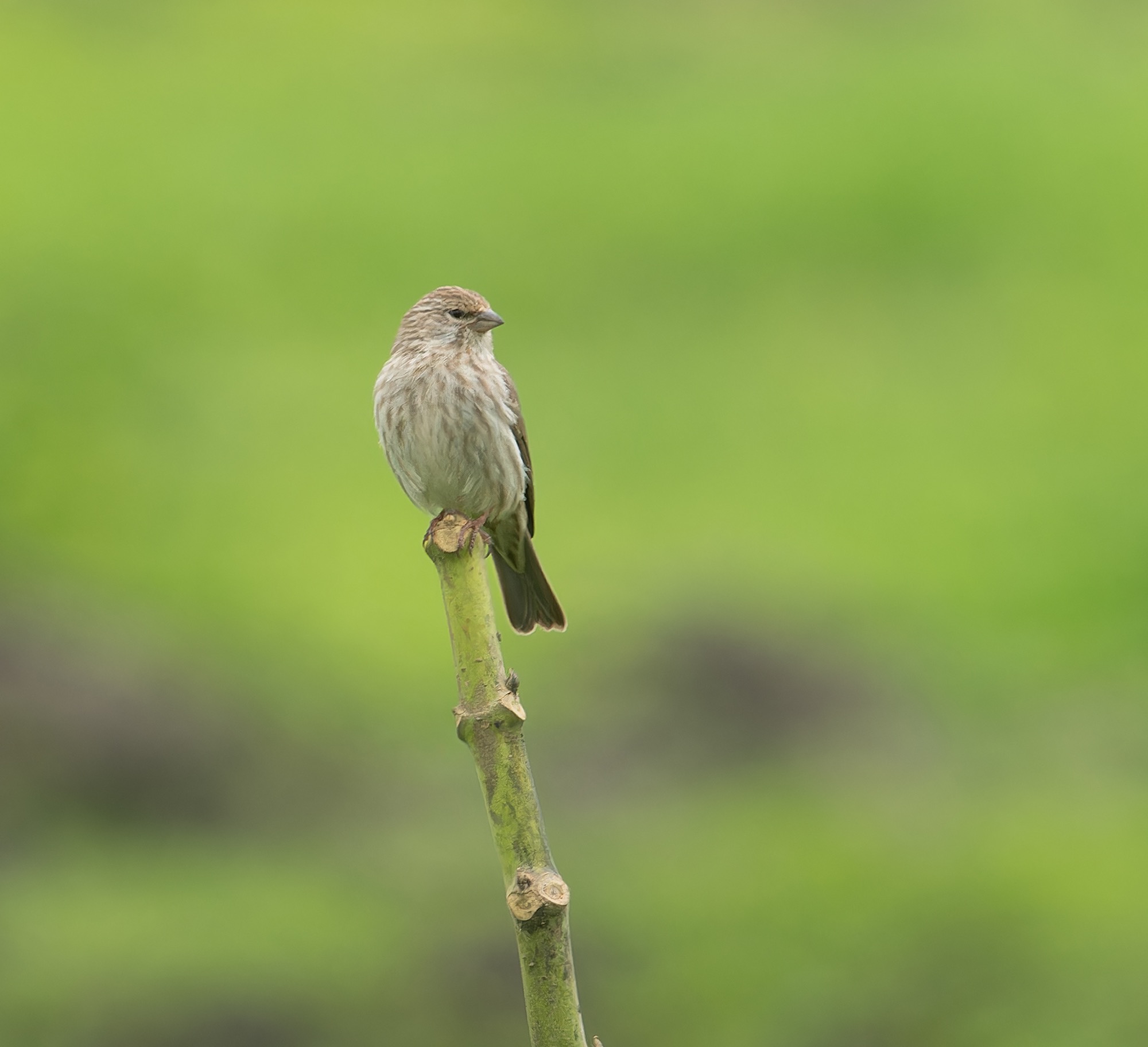 YEMEN SERIN