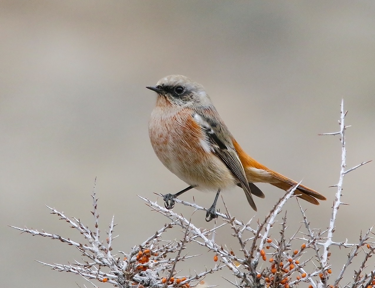 Eversmann's Redstart