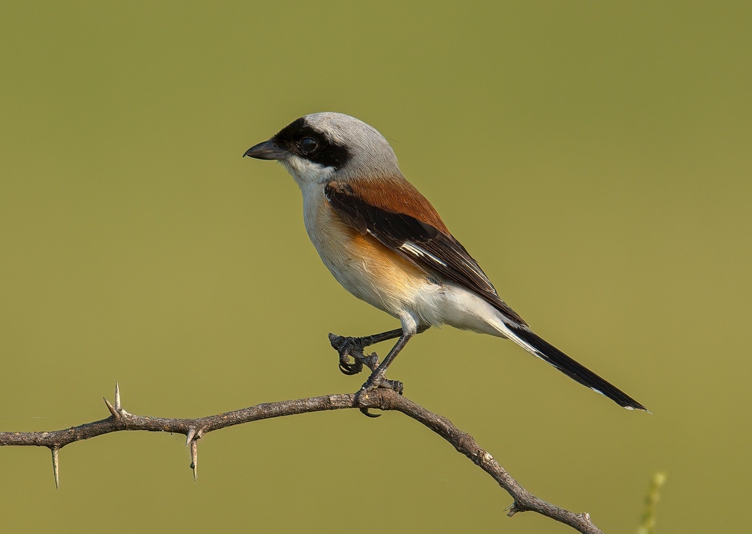 Bay-backed Shrike