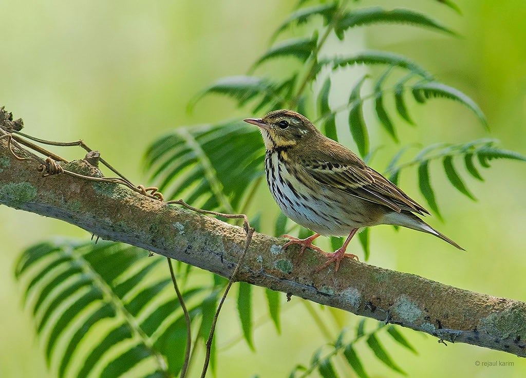 Olive-backed Pipit