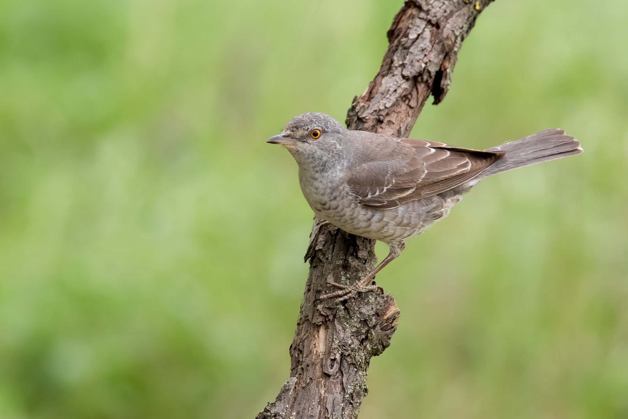 Barred Warbler