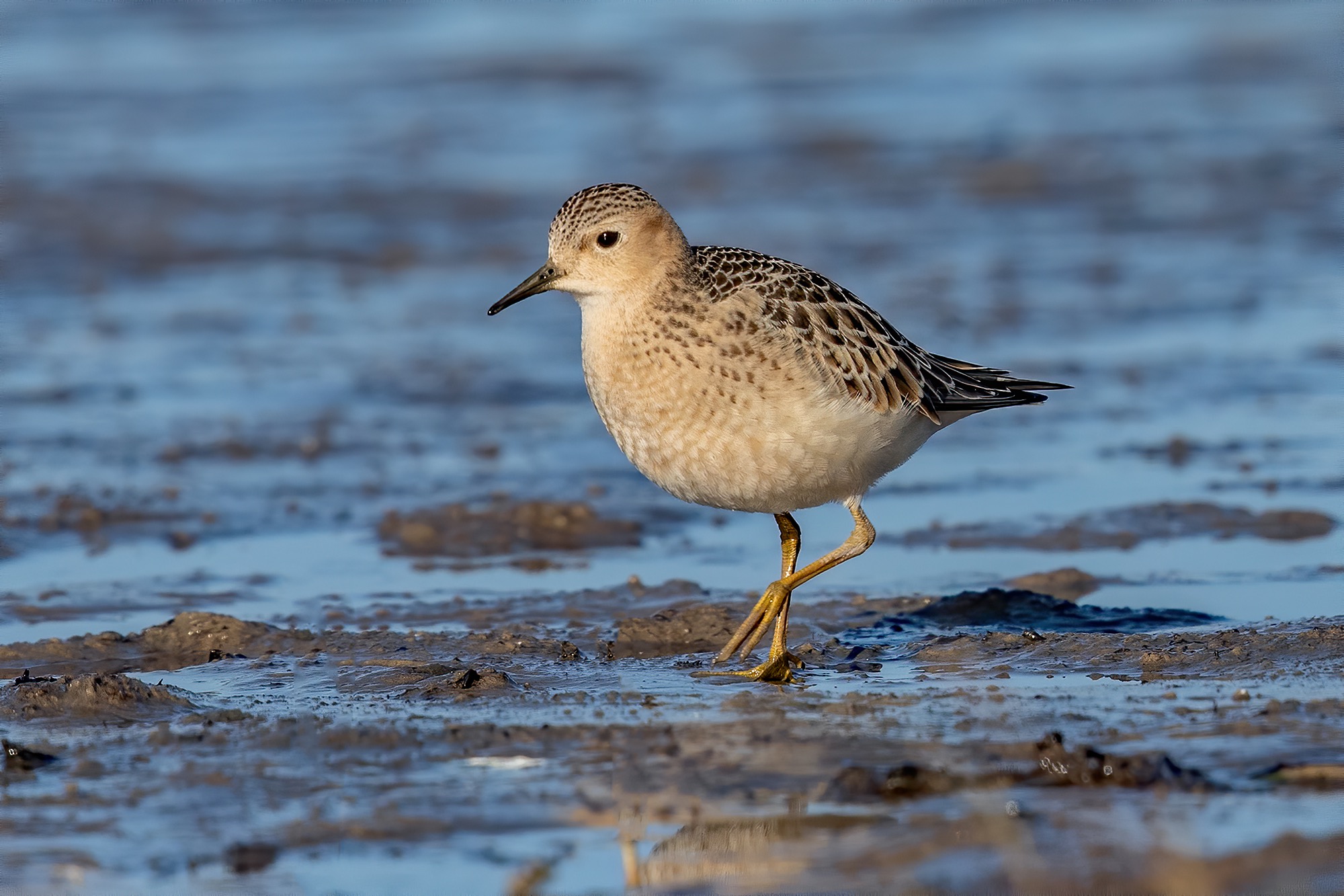 buff-breasted sandpiper