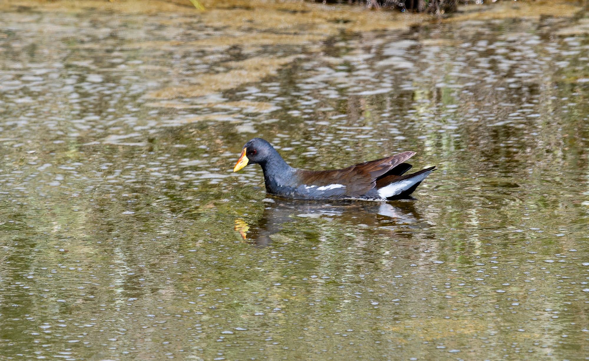 Lesser Moorhen