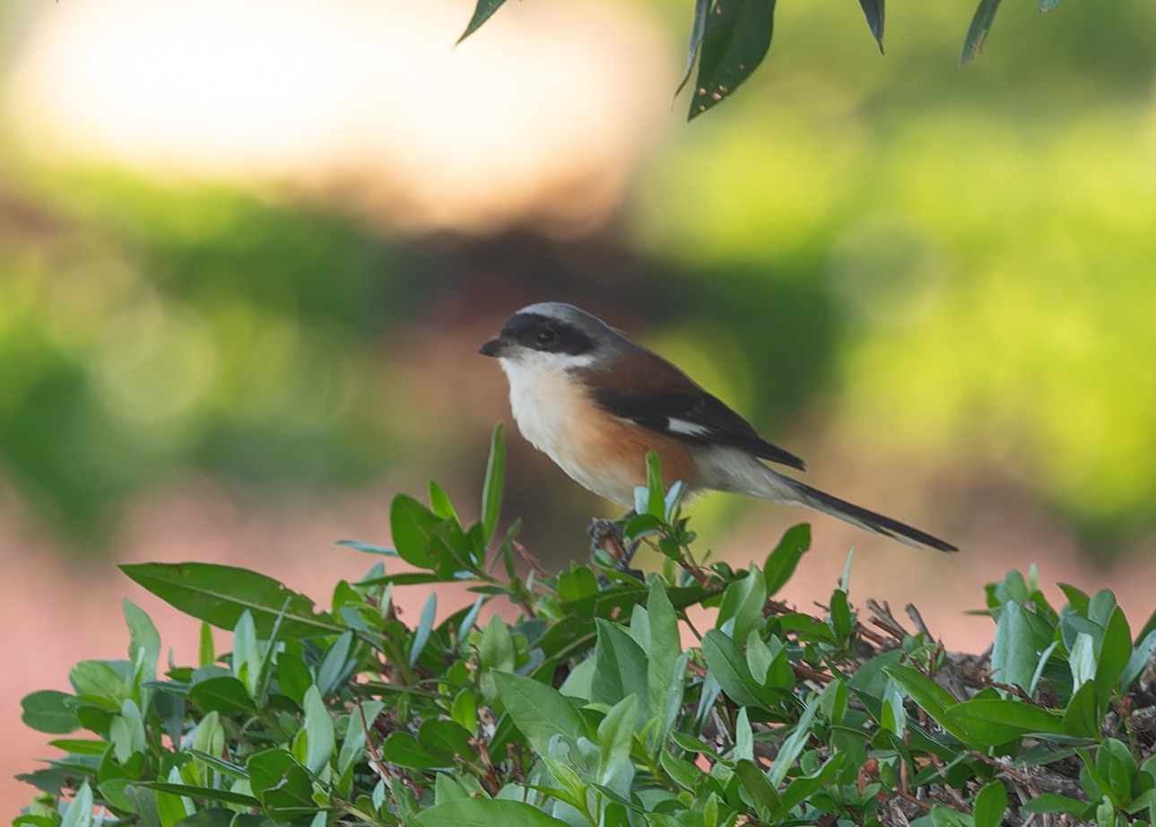 bay-backed shrike