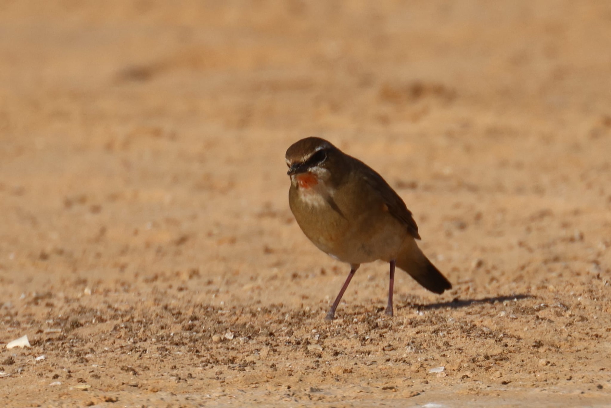 siberian rubythroat