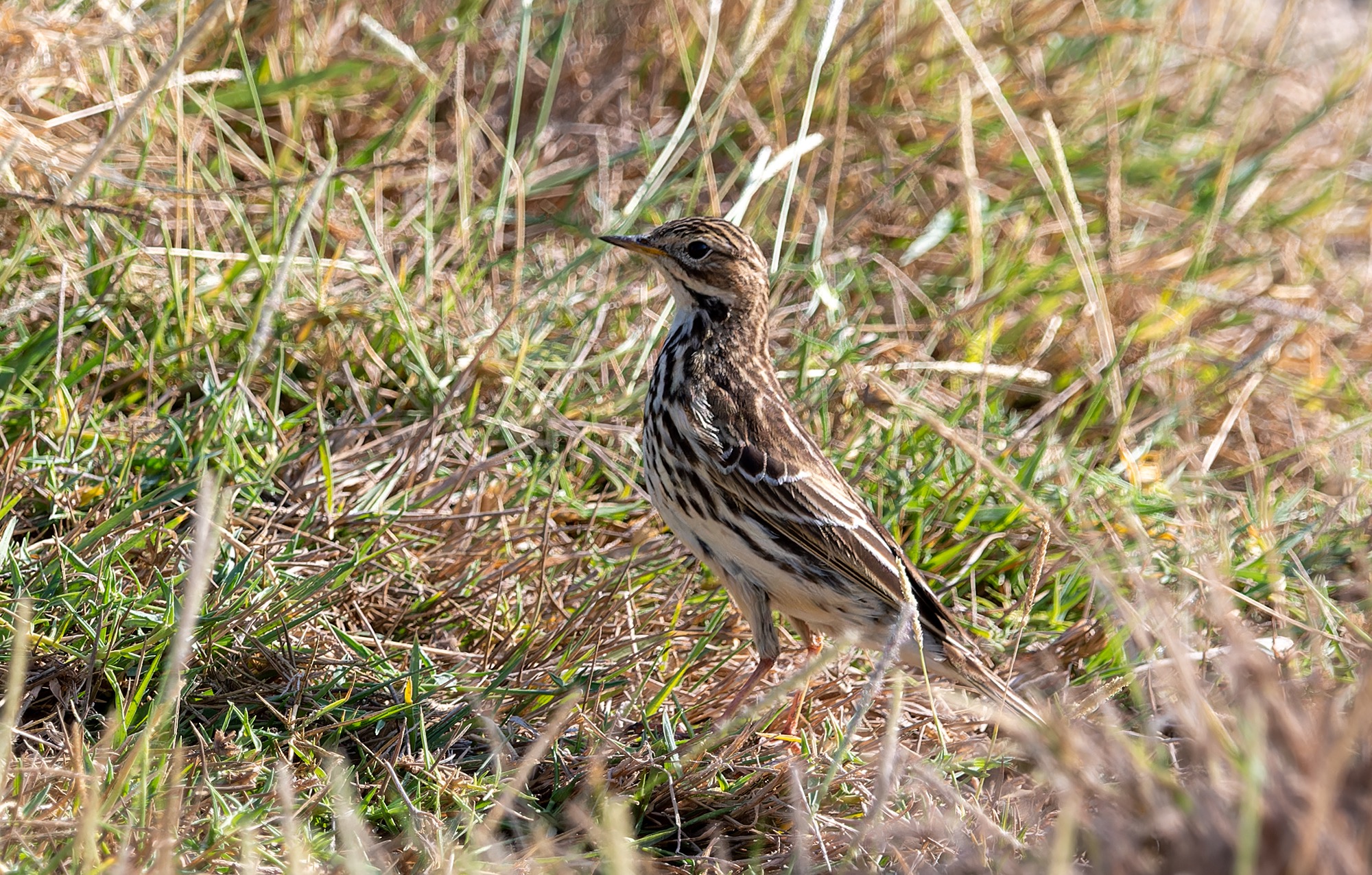 red-throated pipit