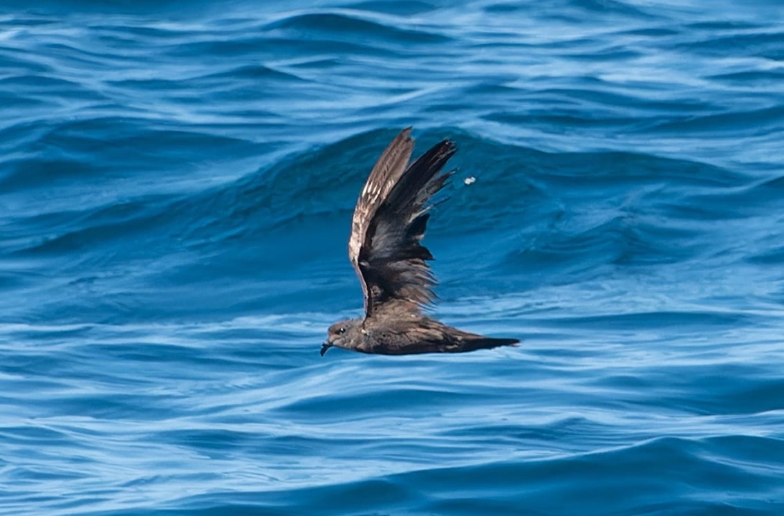 Swinhoe's Storm Petrel