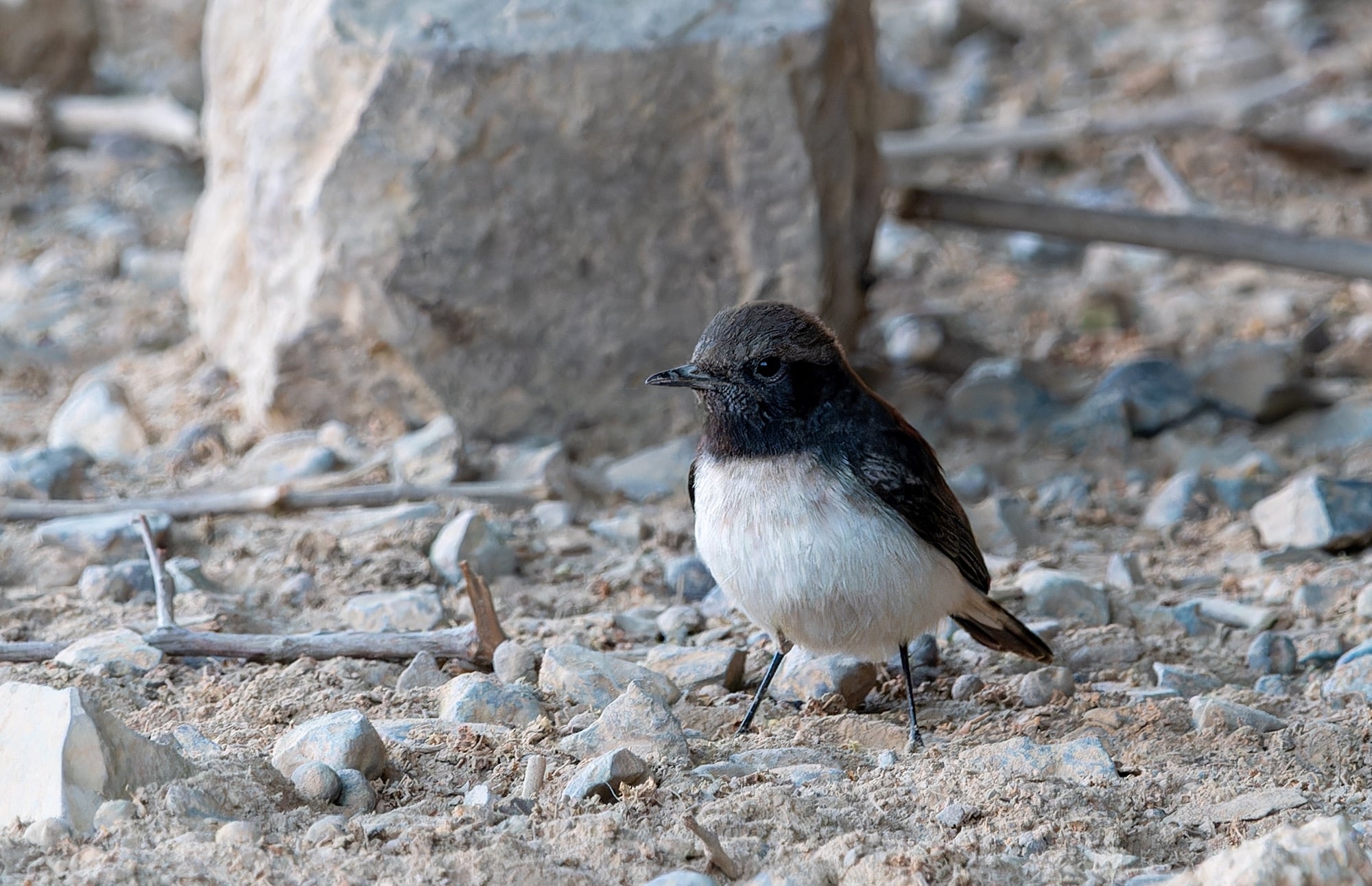 Variable Wheatear