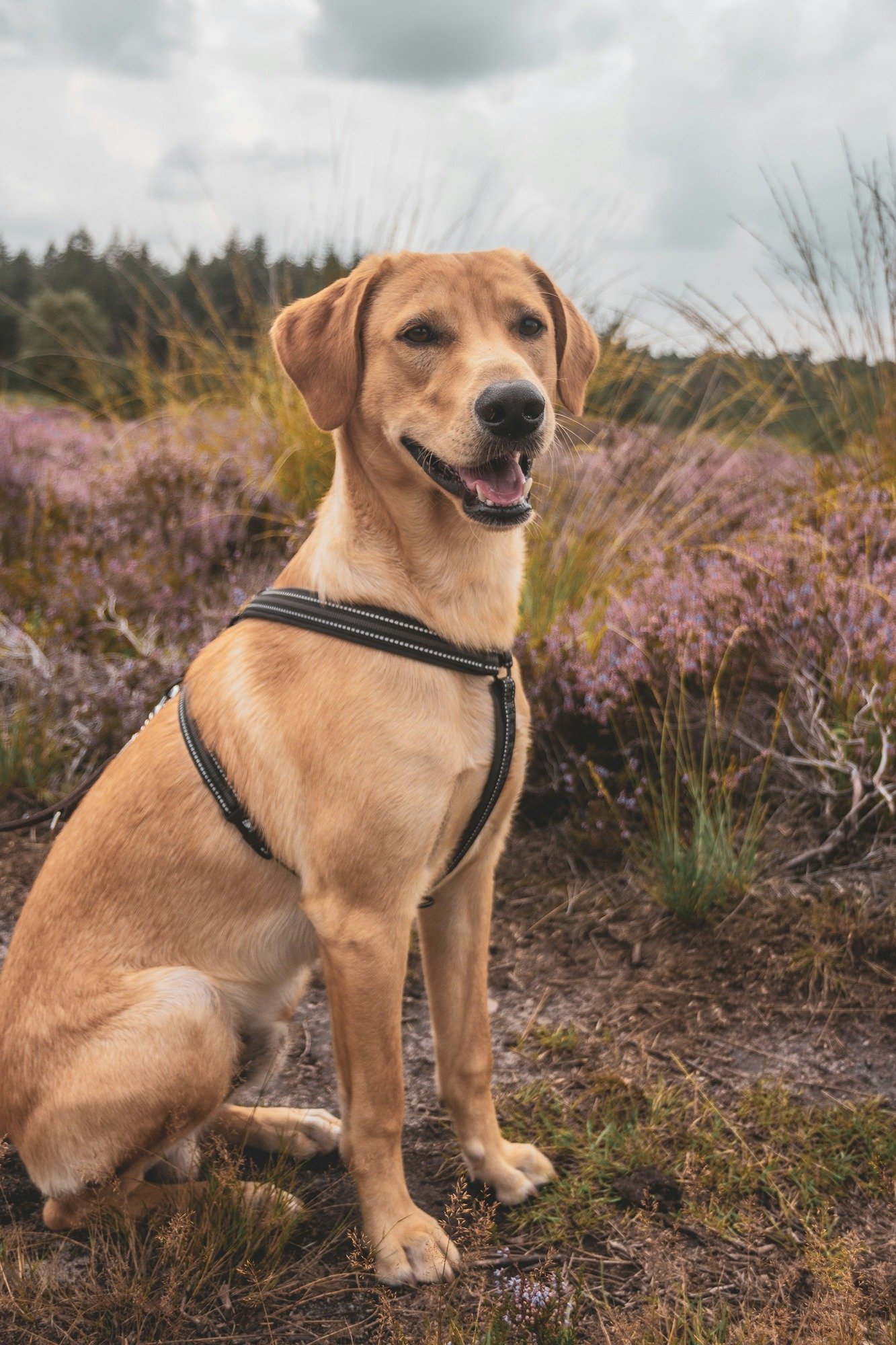 brown-short-coated-dog-on-brown-and-green-grass-field-O-sbkhd1gj0