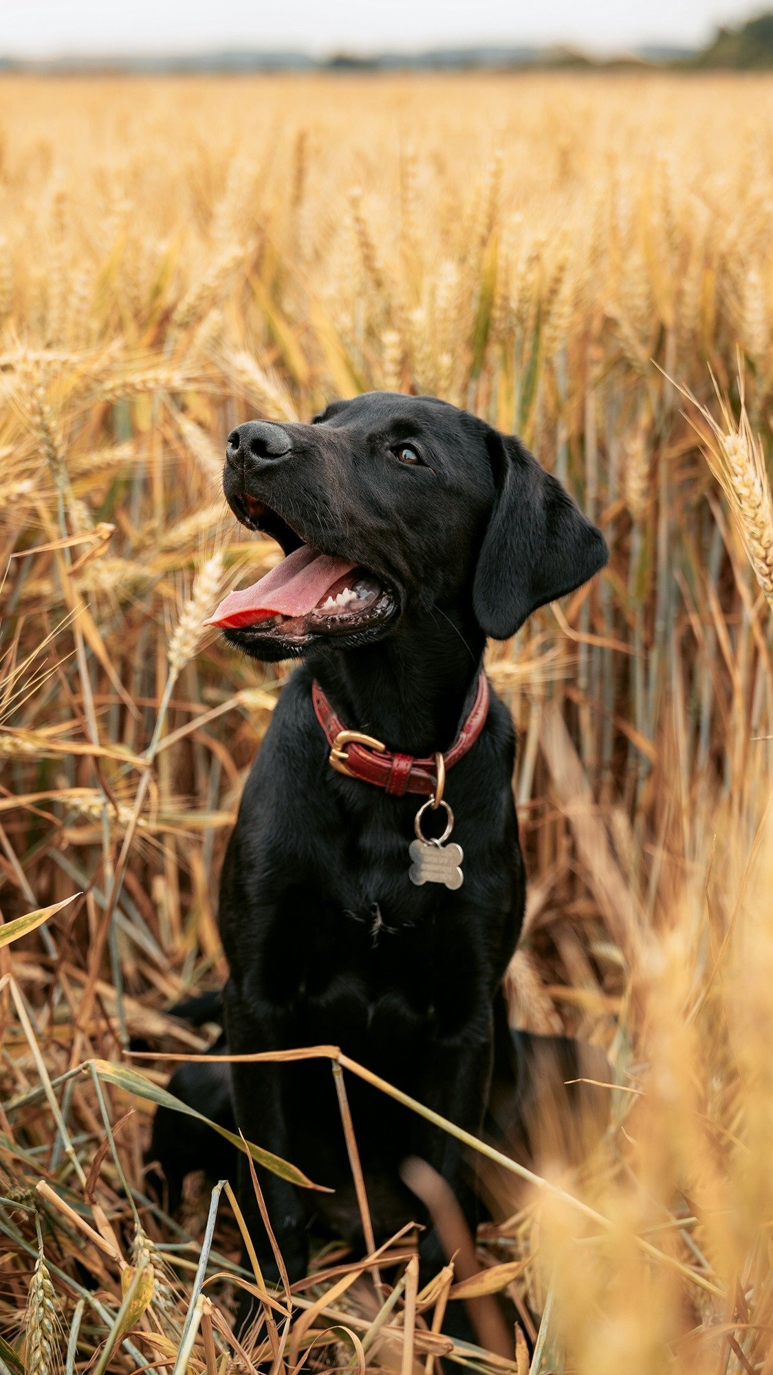 black-labrador-retriever-sitting-on-brown-grass-field-during-daytime-gLACRb