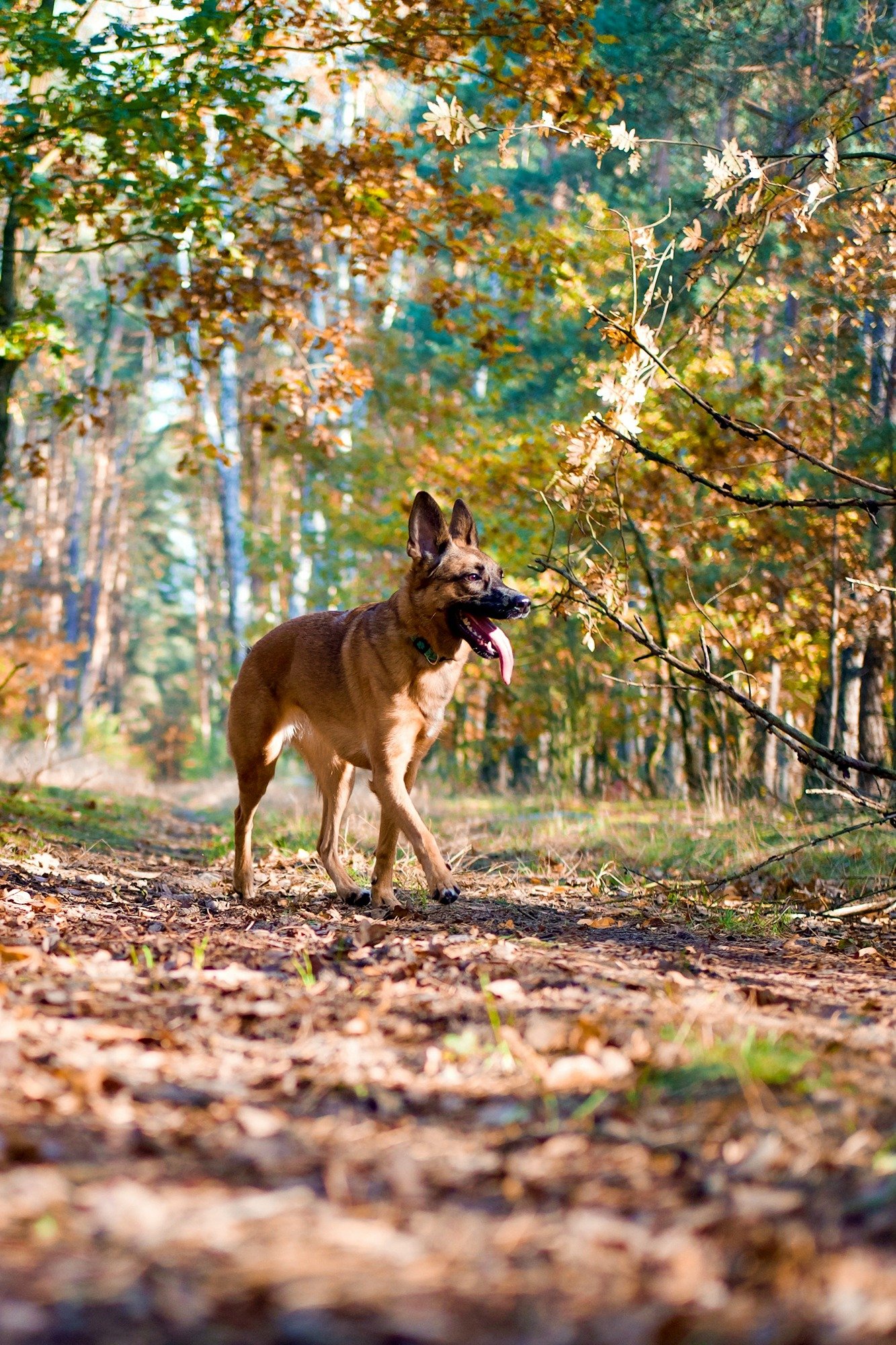 brown-short-coated-dog-on-brown-grass-field-during-daytime-mt9PhcxX64k