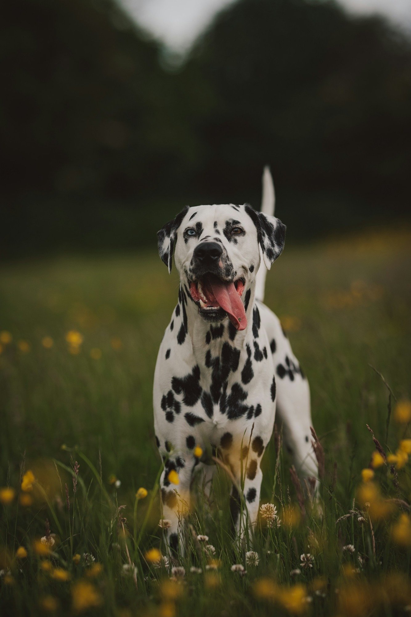 black-and-white-dalmatian-dog-on-green-grass-field-during-daytime-1TCW0pS-b