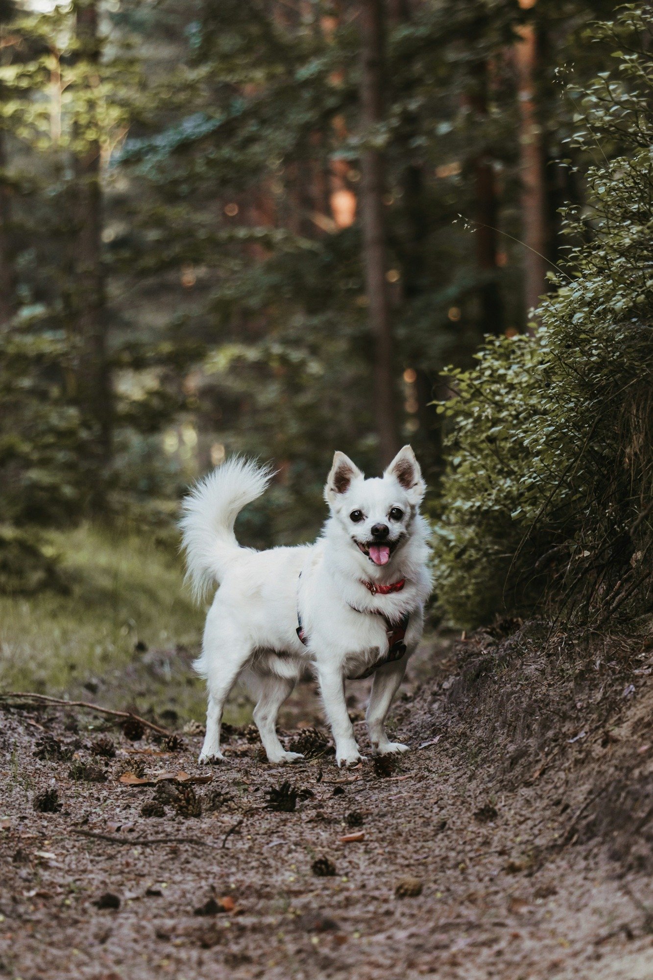 a-white-dog-standing-in-the-middle-of-a-forest-_imbpE62lkI.jpg