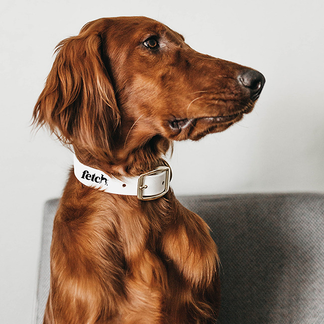 melanie-sramek-bennett-fetch-by-hannah-dog-care-Dog