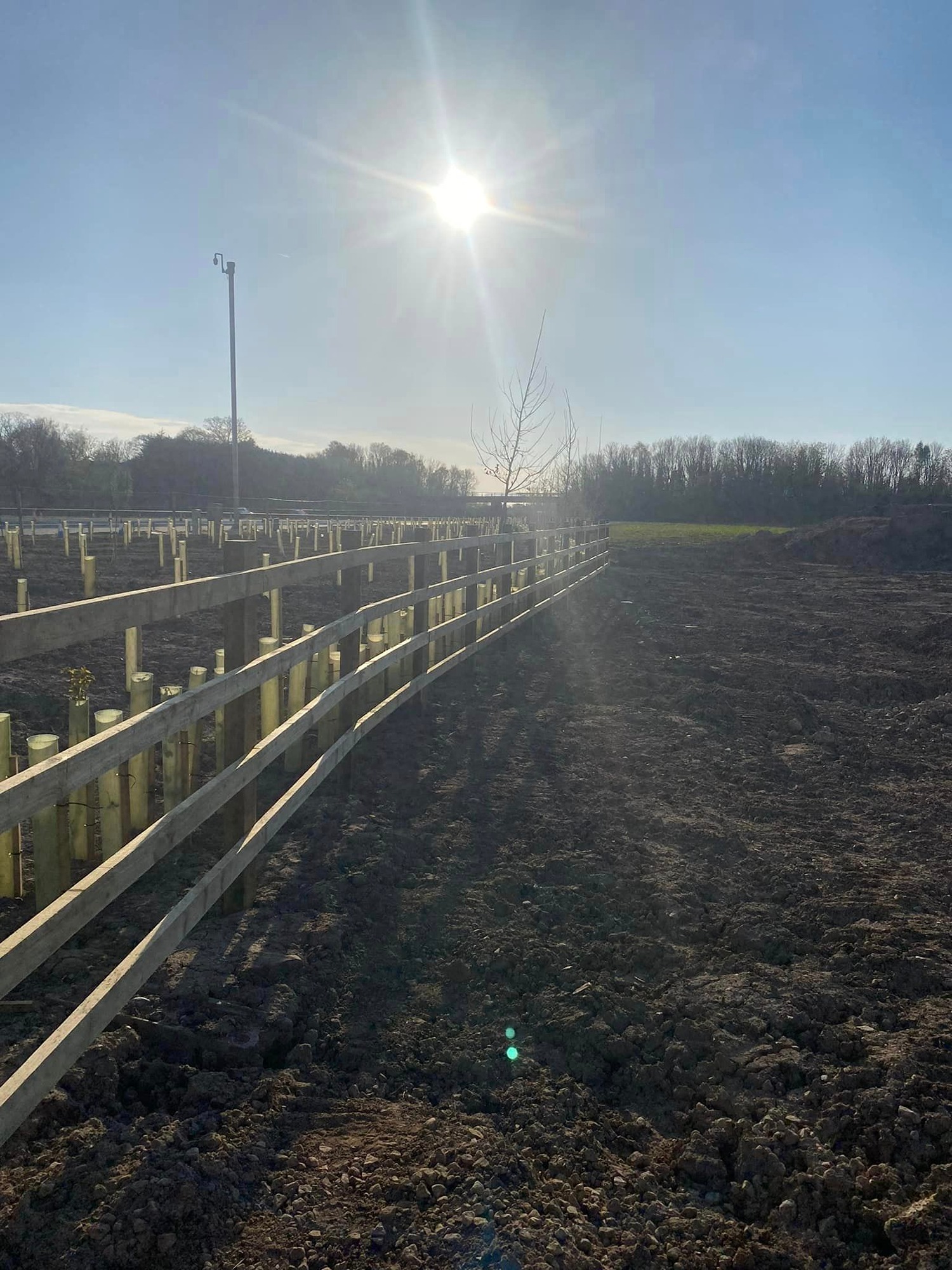 Fence with tree planting