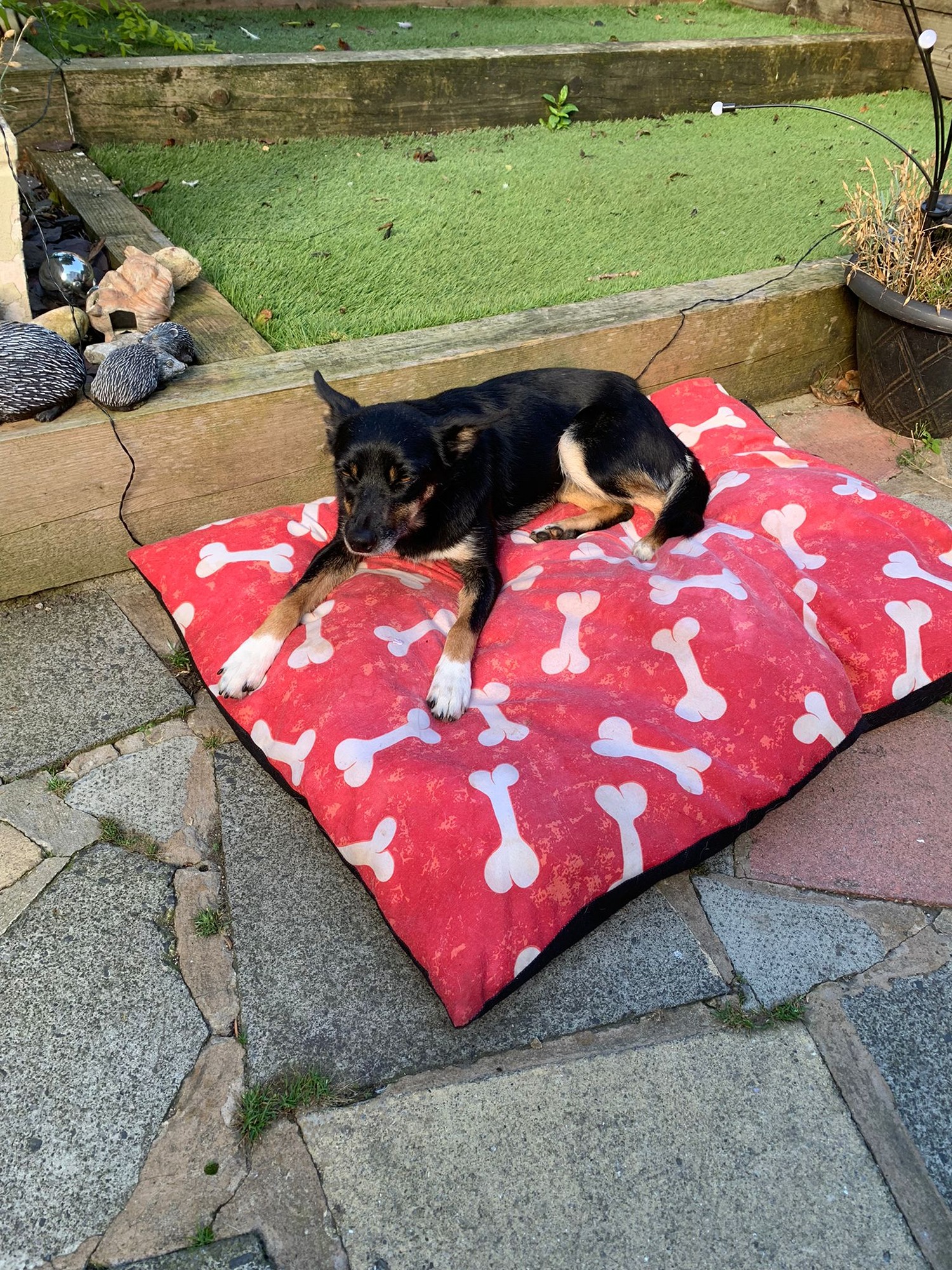 Little Jill now Tilly 2.jpg