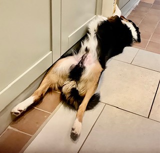 Max in new home 1.jpeg