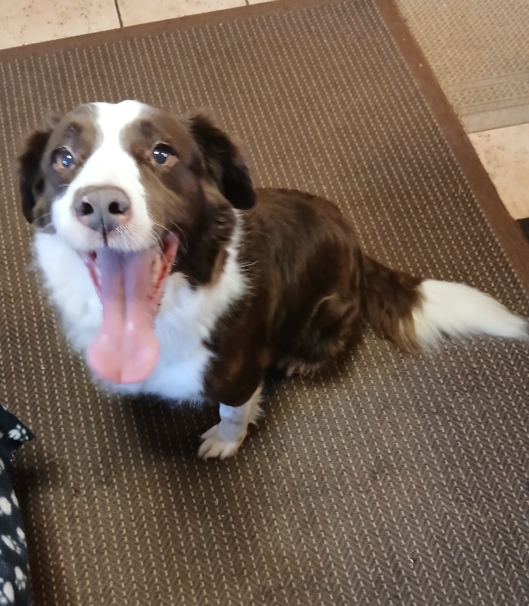 Mollie the collie new home.jpg