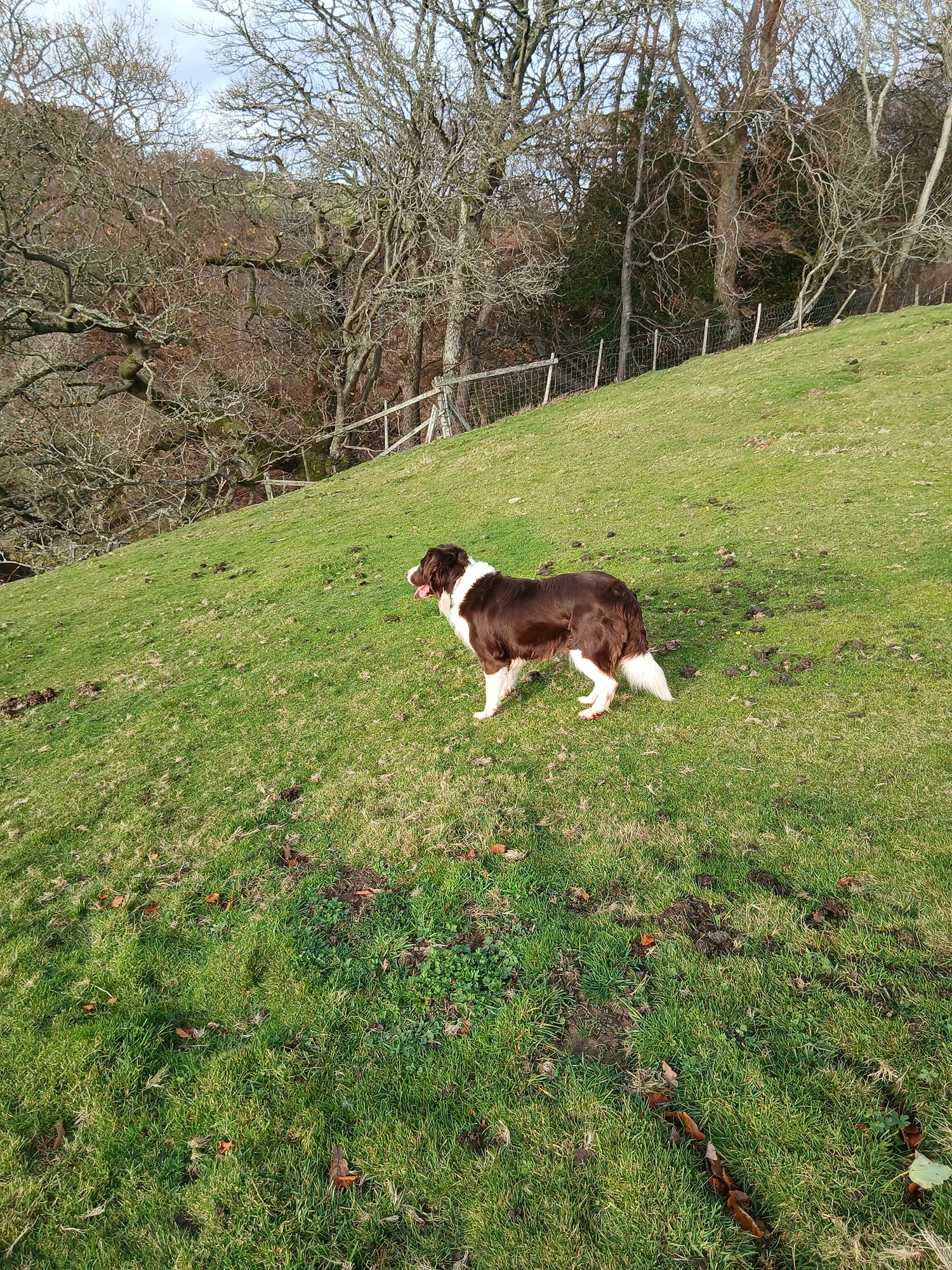 Mollie the collie new home 2.jpg