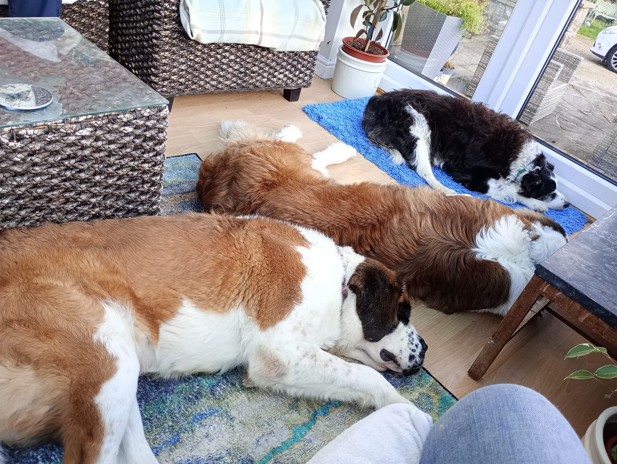 daisy new home 2.jpg