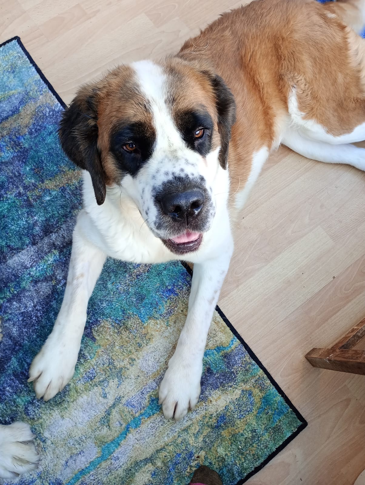 daisy new home 1.jpg