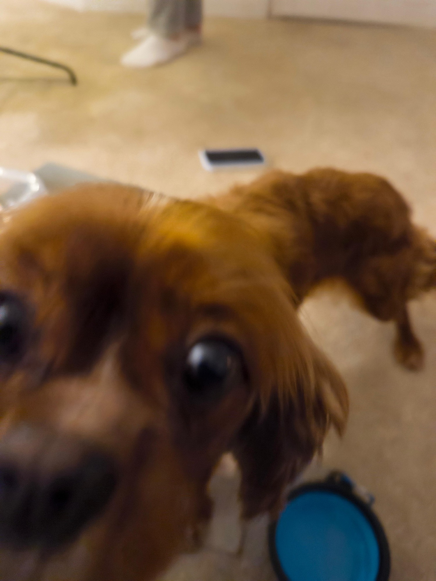 bella new home 3.jpg