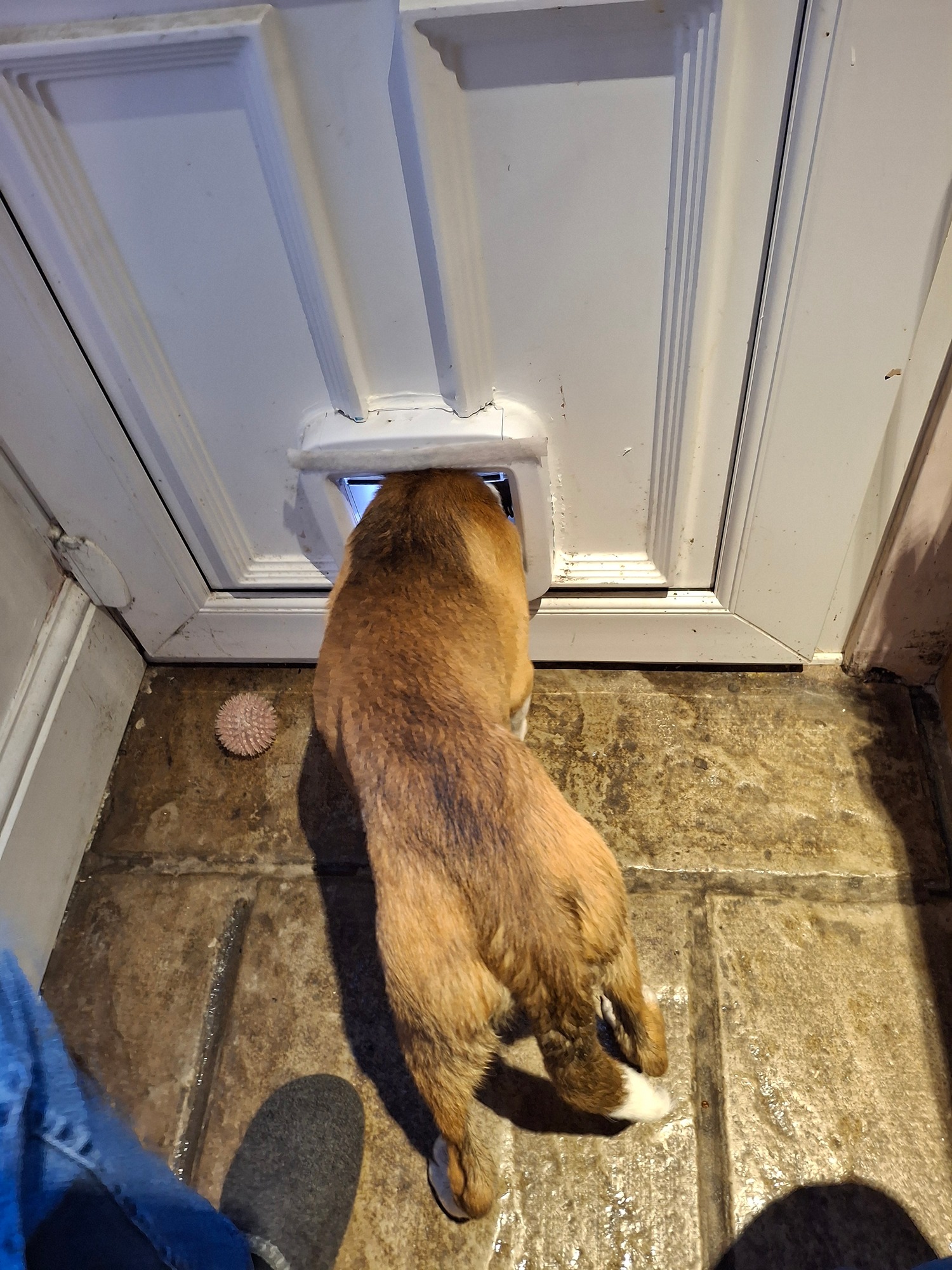 floss was victoria 3.jpg