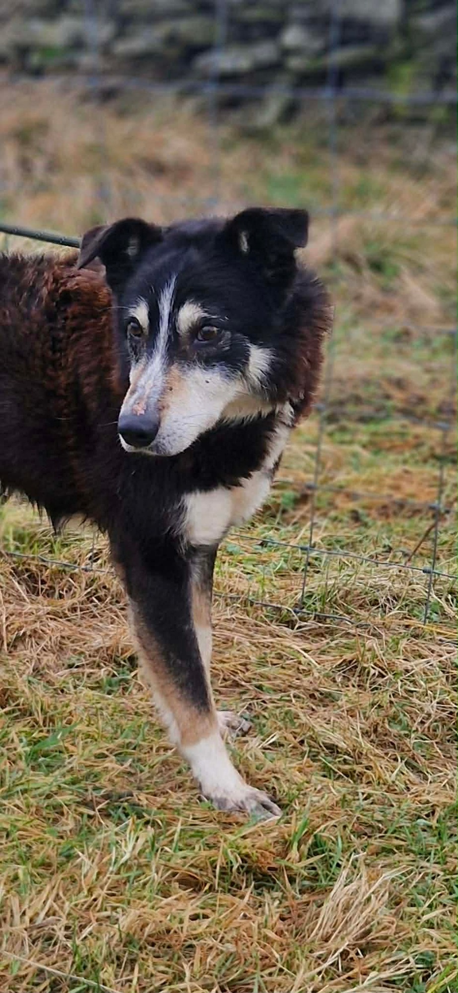 TOMMY, a 10 years old male Unknown available for adoption from Morgan's Dog Rescue in Alston, Cumbria