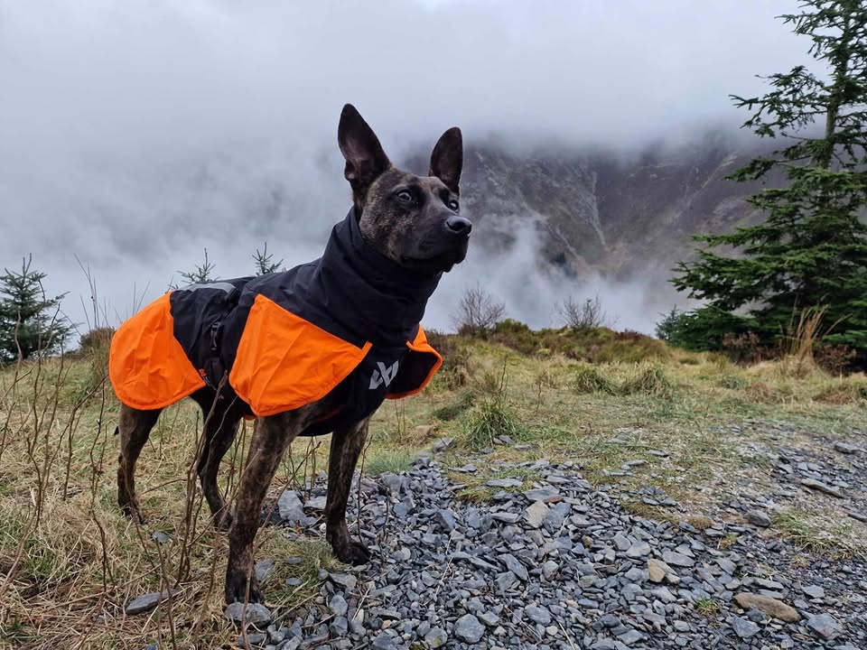 cora in training.jpg