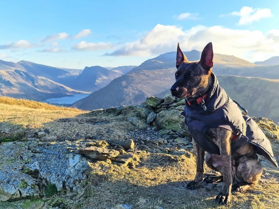 cora in training 2.jpg