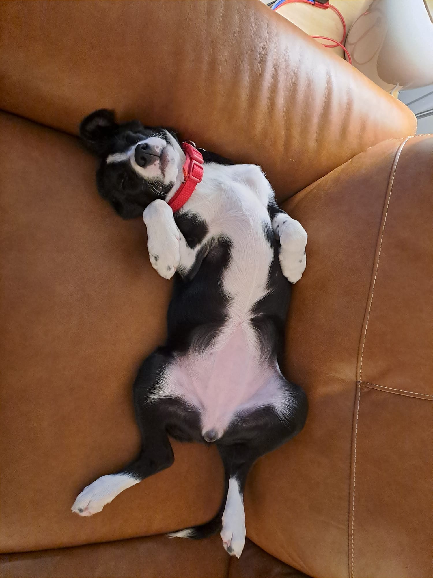 willow pup new home 2.jpg