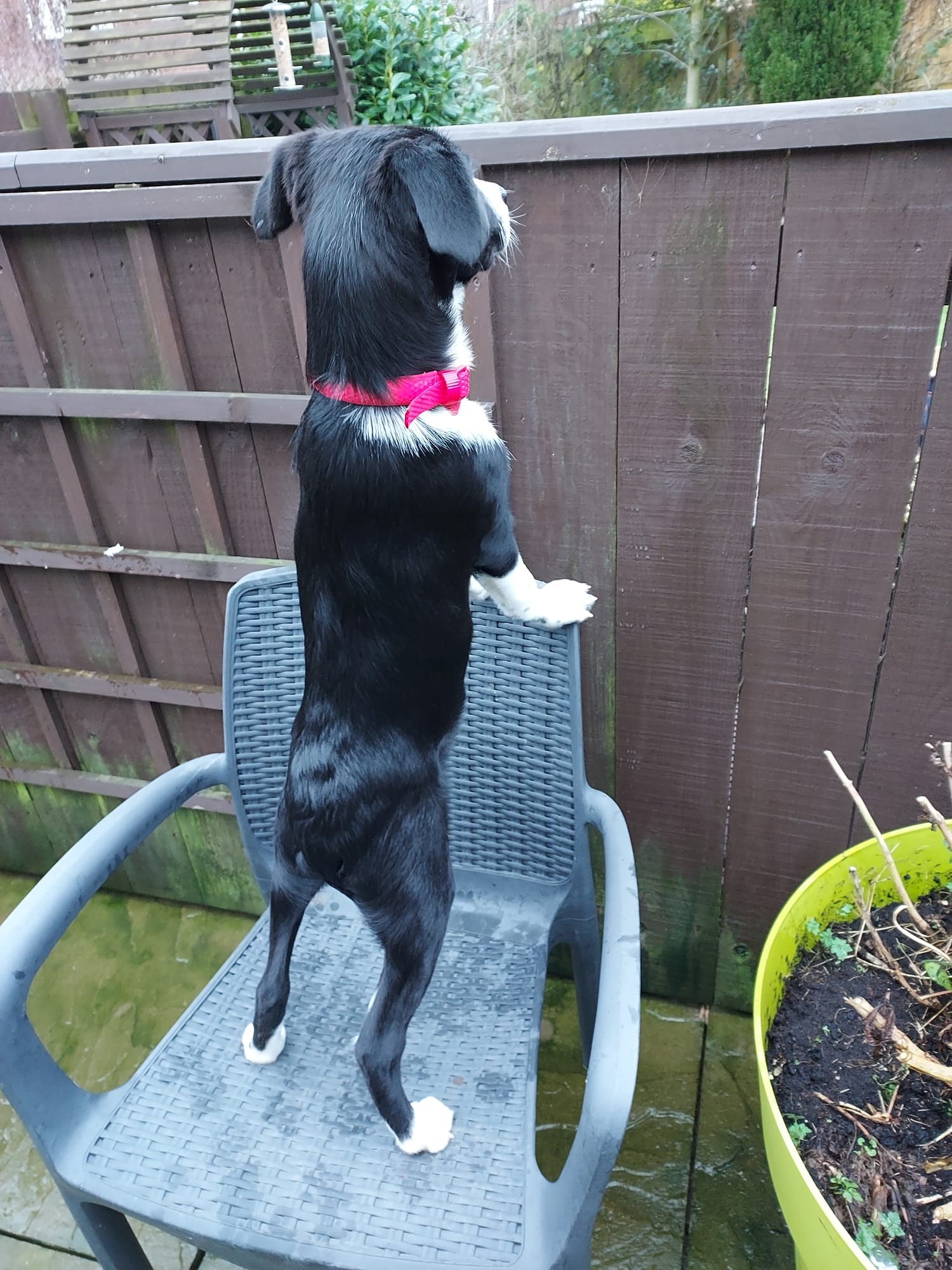 willow pup new home 1.jpg