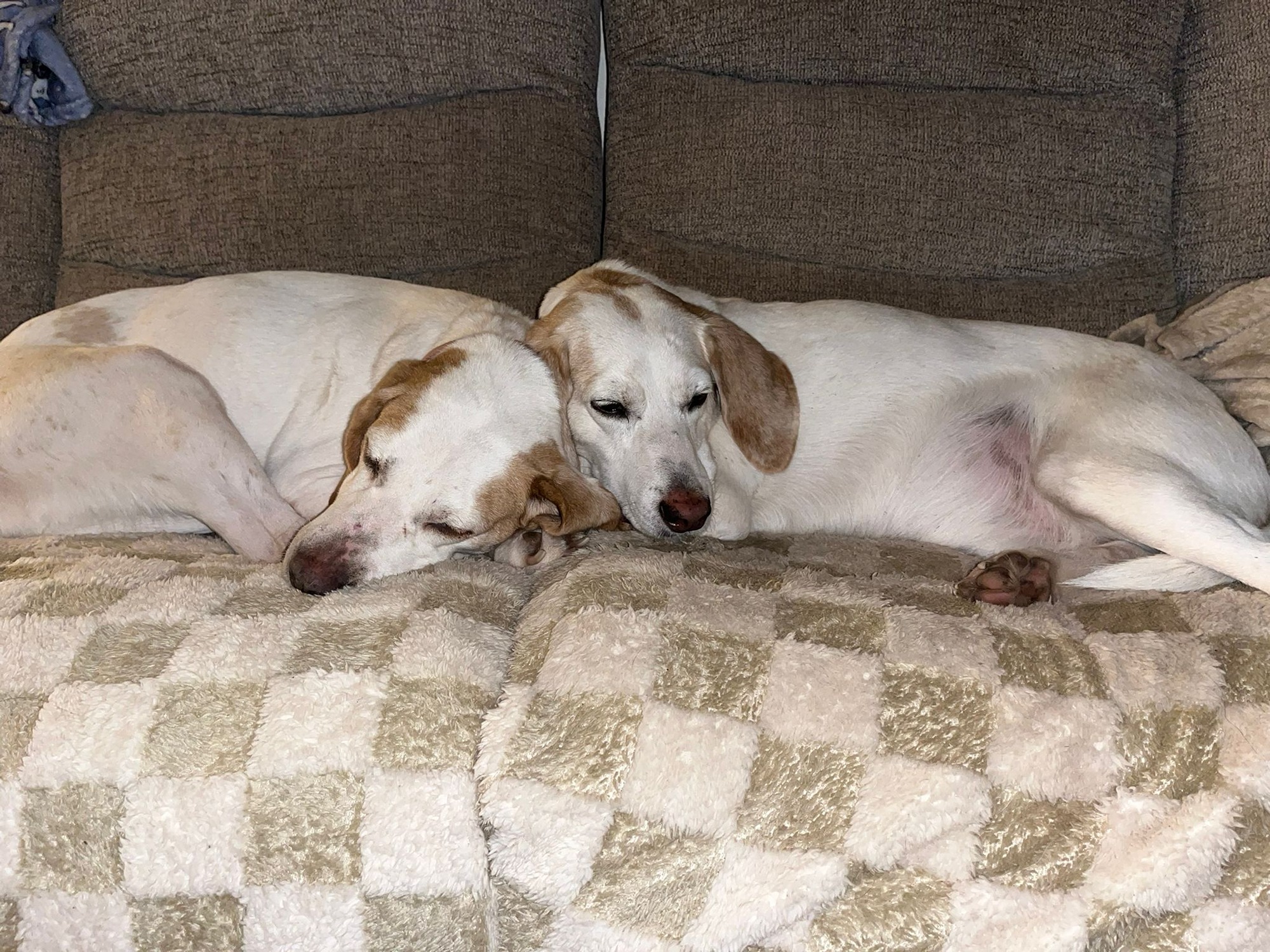 betsy new home 1.jpg