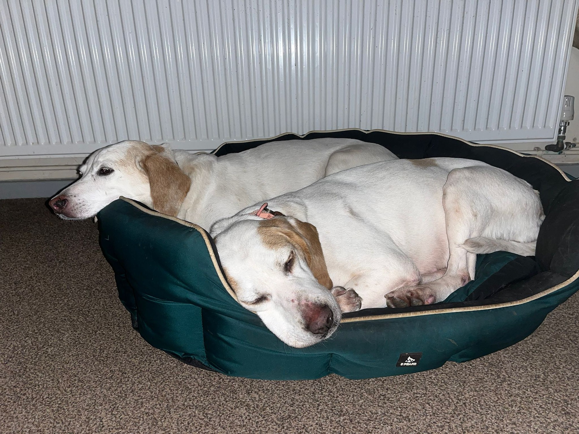 betsy new home 2.jpg